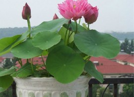 chau-hoa-sen-nhat-mini-lotus_2