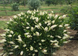 clethrasugartinacrystalinap7241880