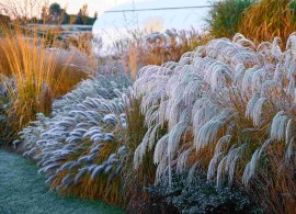 compressed_miscanthus_sinensis_silver_charm