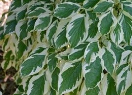 cornus-controversa-variegata-e1523132906205
