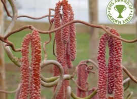 corylus-avellana-red-majestic-tree-p615-7514_image