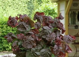 corylus-avellana-red-majestic_3074_1280_1280