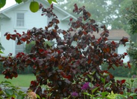 corylus-red-majestic-foliage-shrub1000x1000