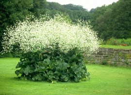 crambe-cordifolia