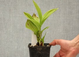 cypripedium-aki-sabot-de-venus-hybride-pot-de-1l-1-5l-209541-tp44
