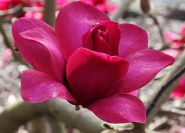 deciduous-magnolia-vulcan