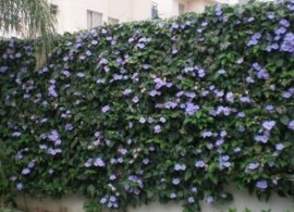 df713af1a979eb5fada3dc53b618f363--thunbergia-grandiflora