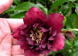 double_hellebore,_dark_red