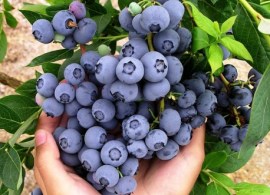 duke-highbush-blueberry-seeds-vaccinium-corymbosum