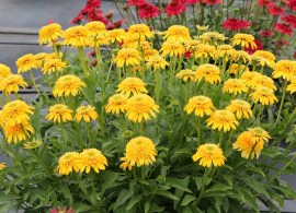 echinacea-cara-mia-yellow-2