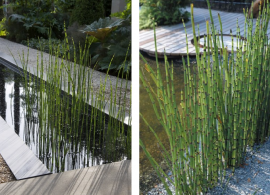 equisetum_estanques