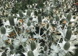 eryngium-aa