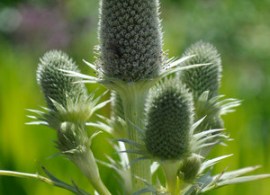 eryngium-agaviifolium2