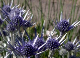 eryngium-bourgatii-picos-amethyst-1-zoom