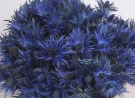 eryngium-thistle-donard-variety-55cm