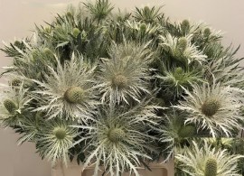 eryngium-thistle-love-white-green