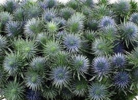 eryngium-thistle-magnetar-questar-50cm