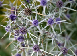 eryngium-variifolium-small-