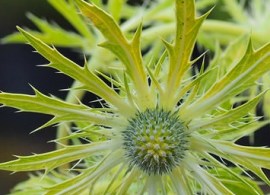 eryngium_neptunes_gold_5824