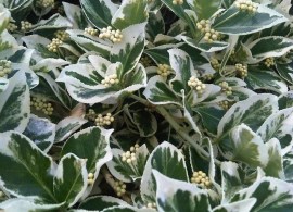 euonymus-fortunei-emerald-gaiety