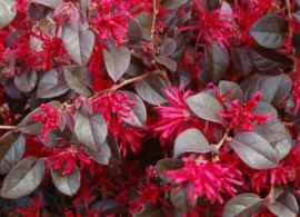 ever-red-03_lg4
