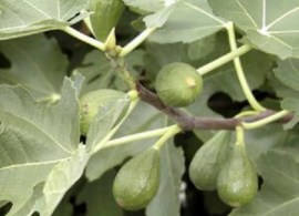 ficus-carica-1-300x300