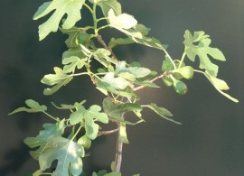 ficus-carica-bornholms-diamant