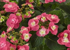 flame-hot-pink-bildquelle-koetterheinrich-g-1-1080x675