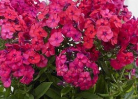 floks-metelchatyj-bambini-cherri-krash-bambini-cherry-crush-b1fd8355