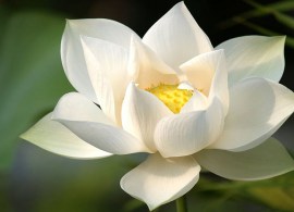 flowers-lotus-earth-flower-wallpaper-preview