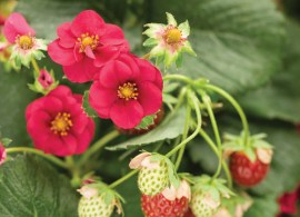 fragaria_berried_treasure_red