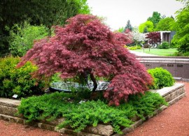 garnet-japanese-maple-2