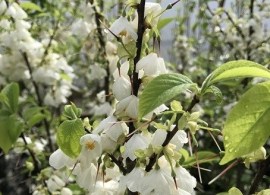 halesia_uconn_wedding_bells_rfn1