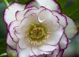 hellebore-double-picotee16
