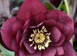 hellebore_double_red_131