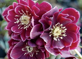 helleborus_amethyst_gem_2b