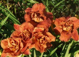 hemerocallis-bollywood-32