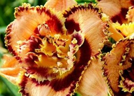 hemerocallis_bonibrae_sharky