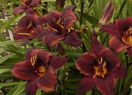 hemerocallis_chocolate_candy_1