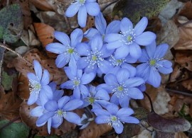 hepatica-1288212_960_720