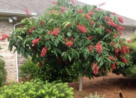 horsechestnut-fort-mcnair-monrovia-1