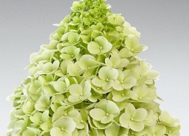 hydr-paniculata-panenka-hp219901-2-hba