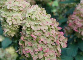hydrangea-limelight-prime-11