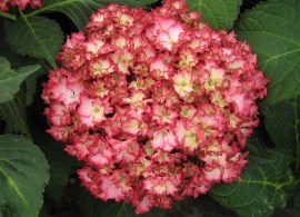 hydrangea-macrophylla-boskoop-beauty-5