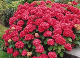 hydrangea-macrophylla-foreverever®-red-sensation.-gortenziya-krupnolistnaya-foreverever-red-sensation2