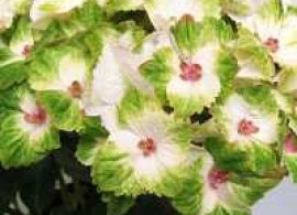 hydrangea-macrophylla-magical-noblesse-01_2