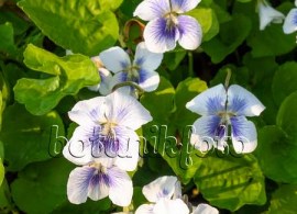 image-photo-violette-de-la-pentecote-viola-sororia-freckles-437177