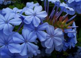 images22
