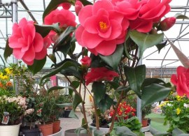 img-20200402-wa0014-600x800