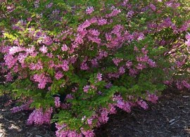 indigofera-kirilowii-bernheim.i-11083.s-64883.r-1_859c82a9-ee04-40dc-80d1-06041f33a796_1024x1024